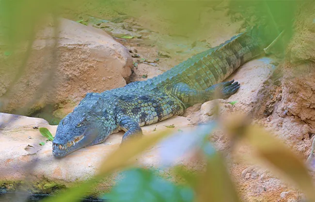 Advertisement - Terre de Dragons